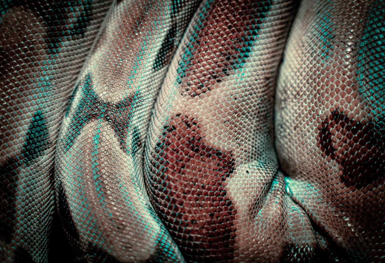 detail of a snake skin in the dark