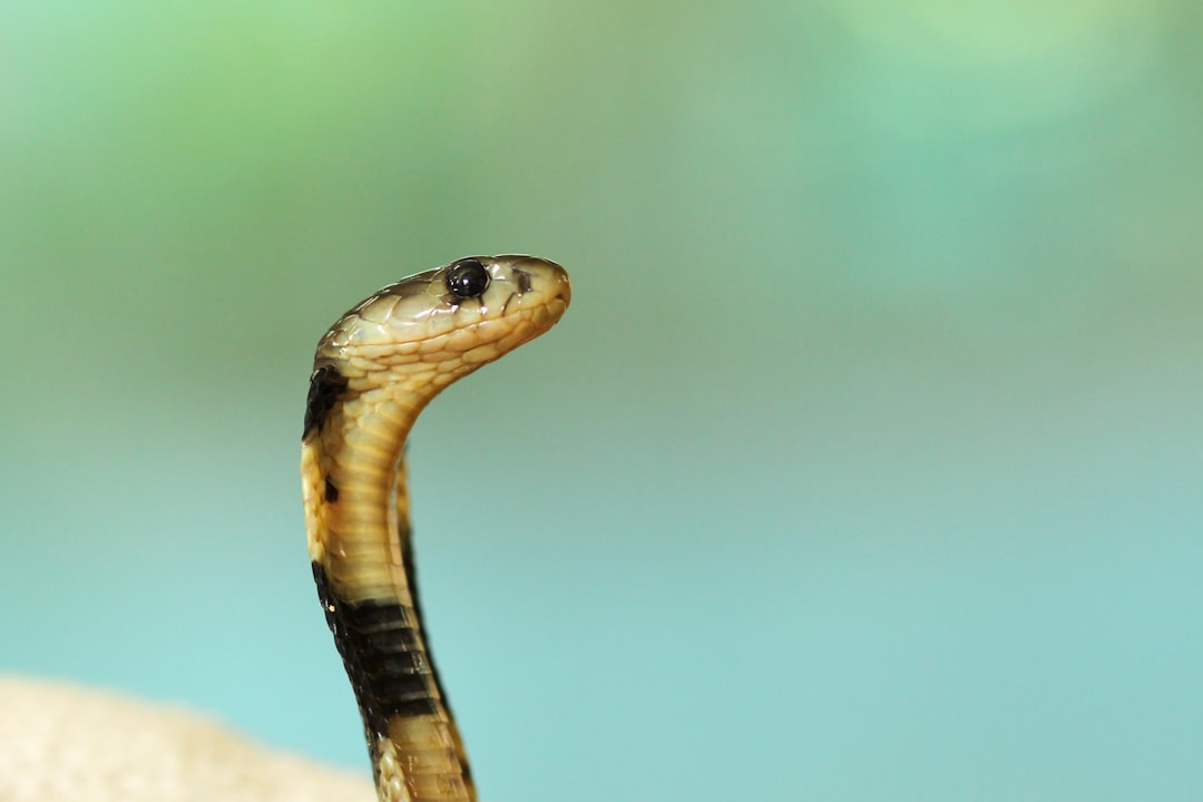 View of deadly cobra snake